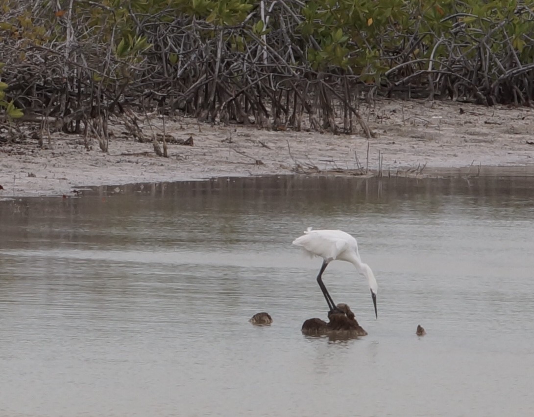 Reddish Egret - ML638256890