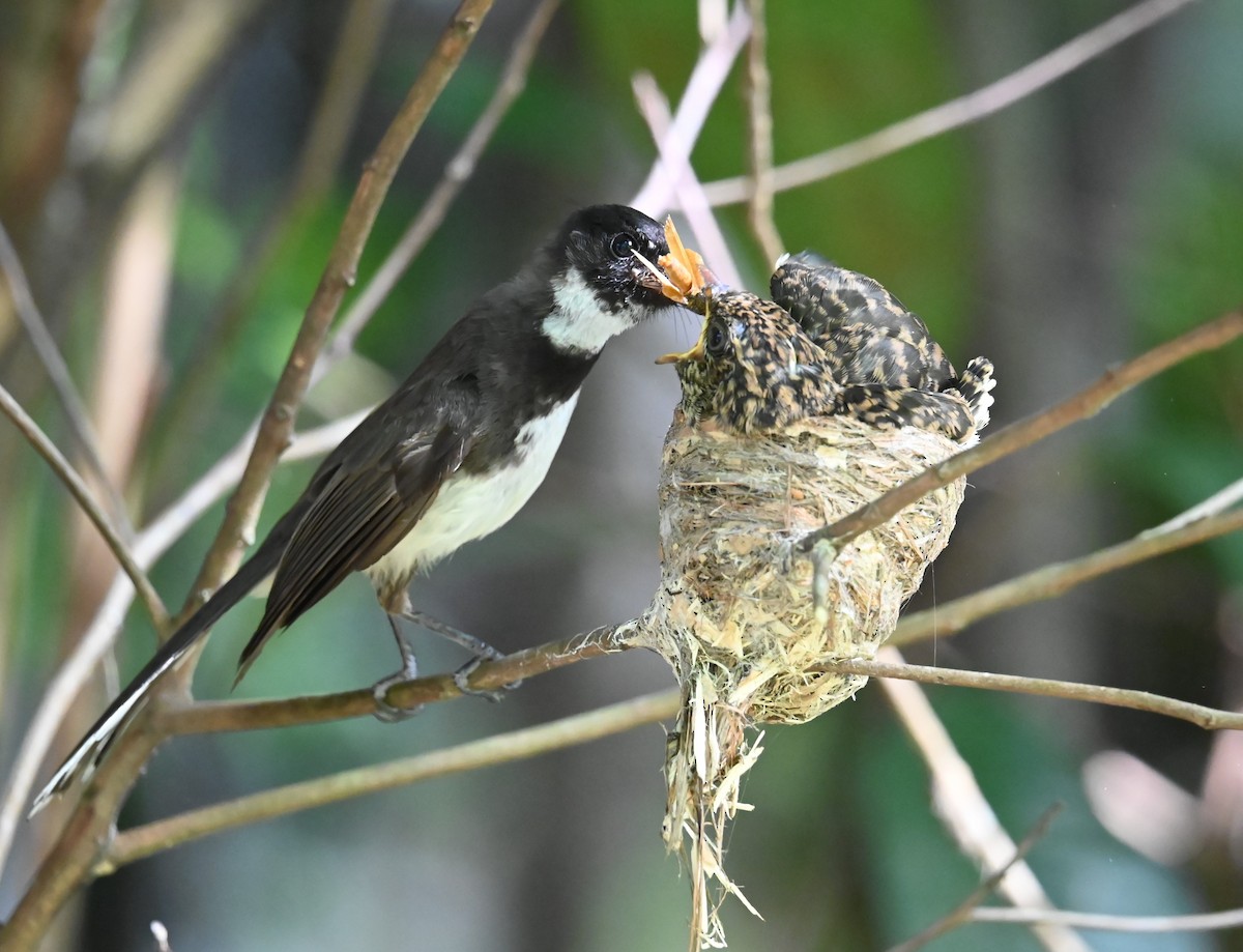 Malaysian Pied-Fantail - ML638256898