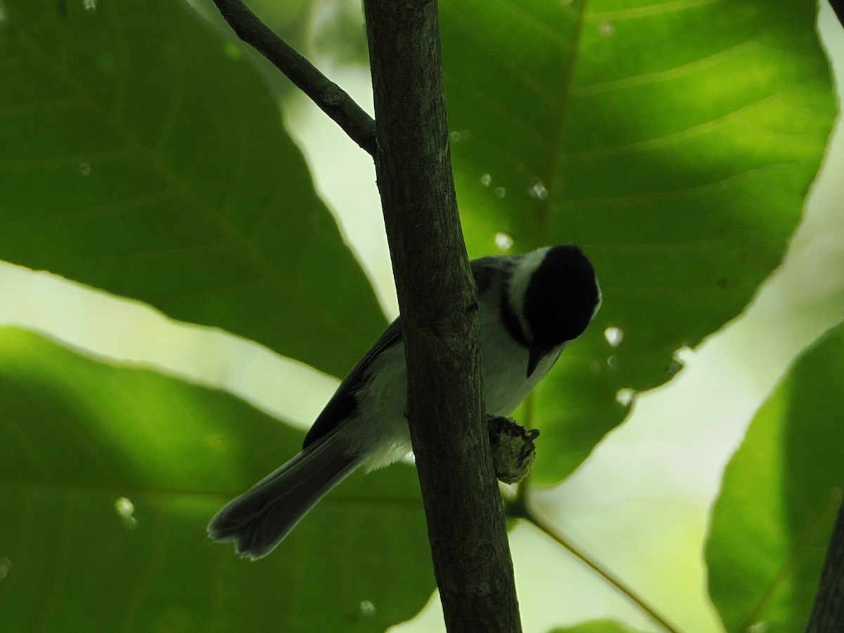 Carolina Chickadee - ML638256915