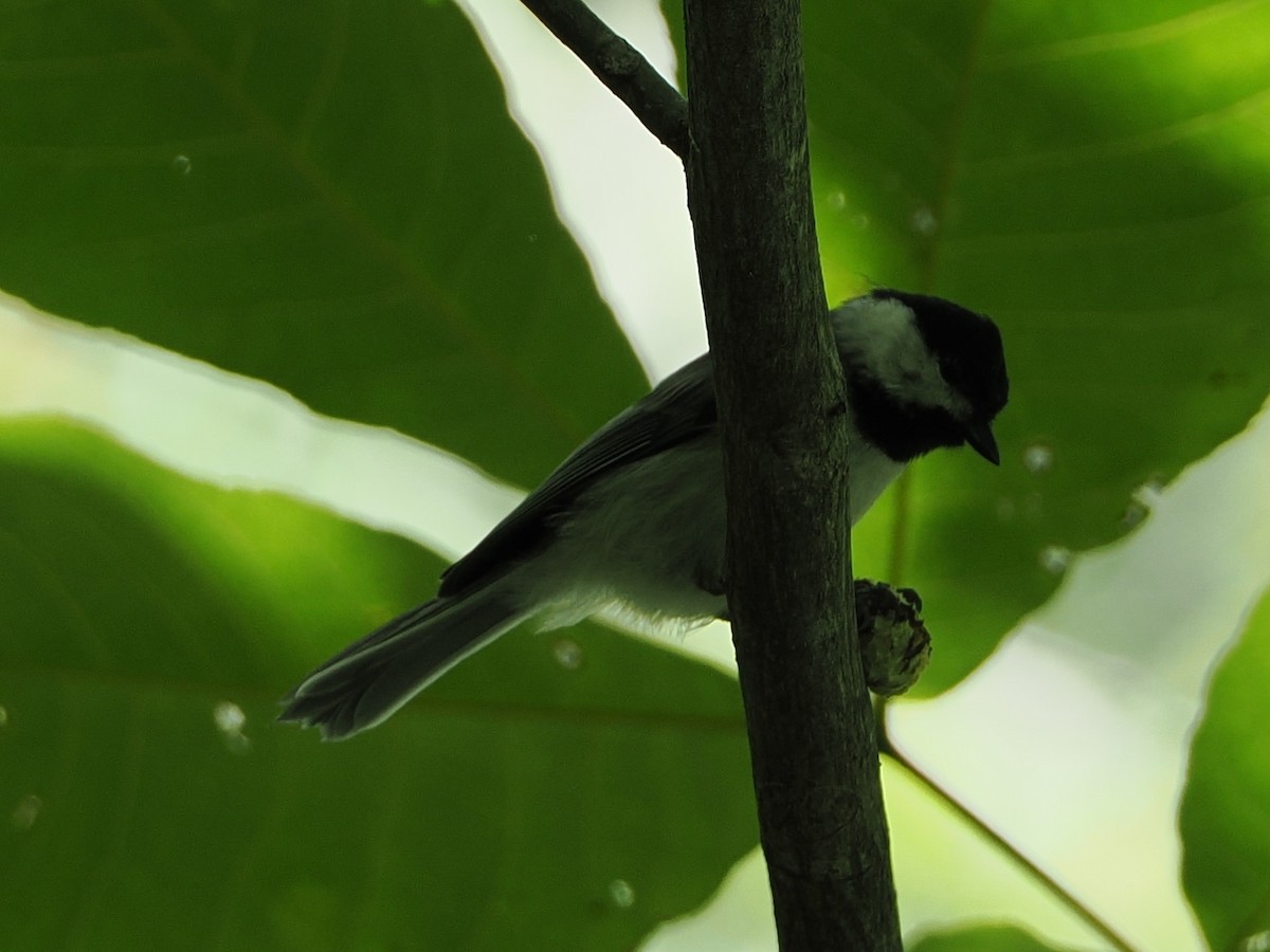 Carolina Chickadee - ML638256916