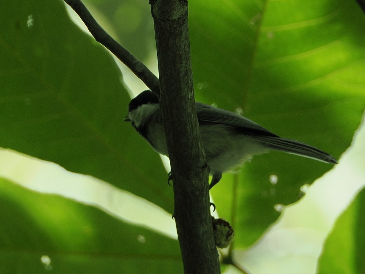 Carolina Chickadee - ML638256917