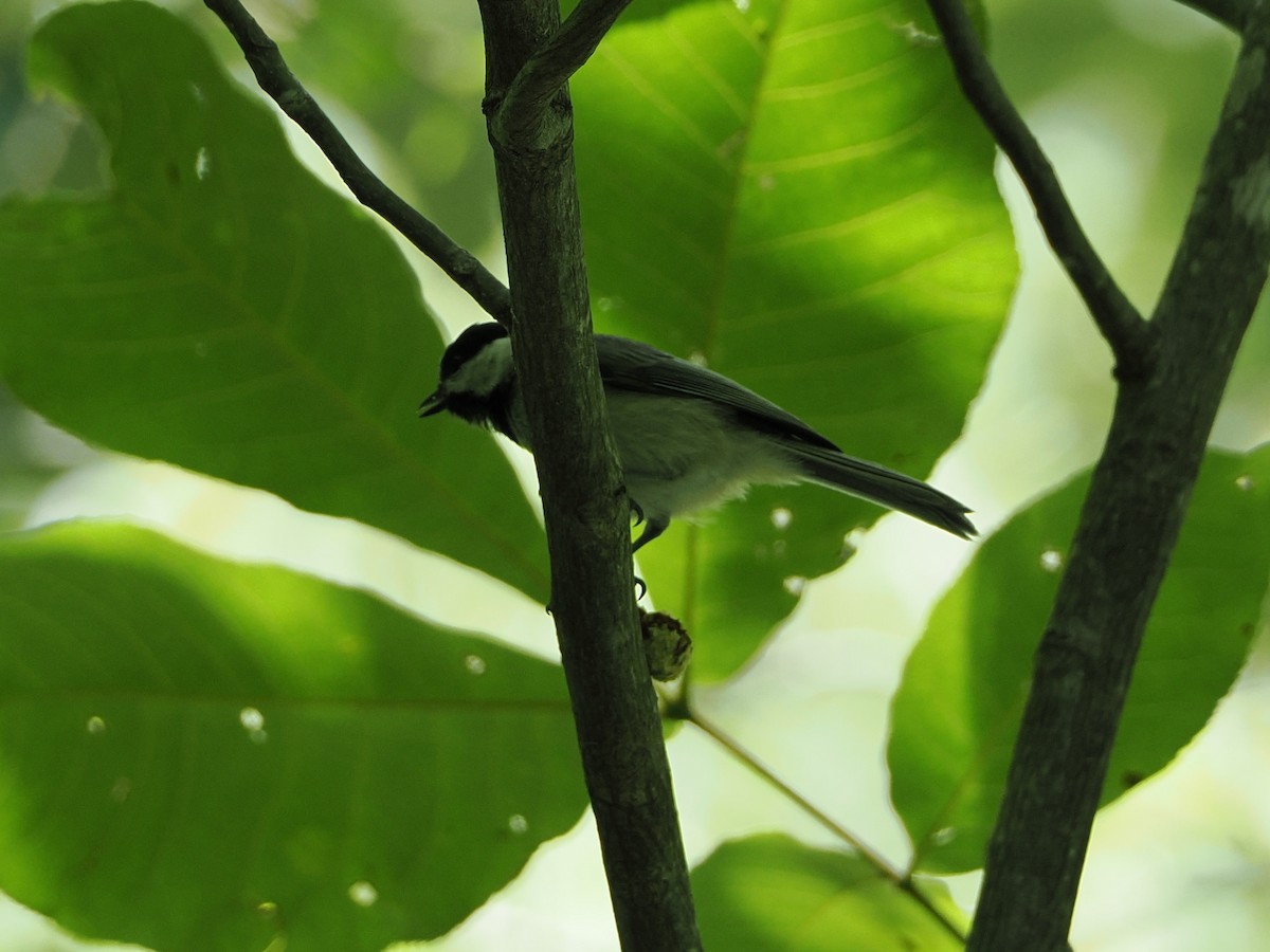 Carolina Chickadee - ML638256918