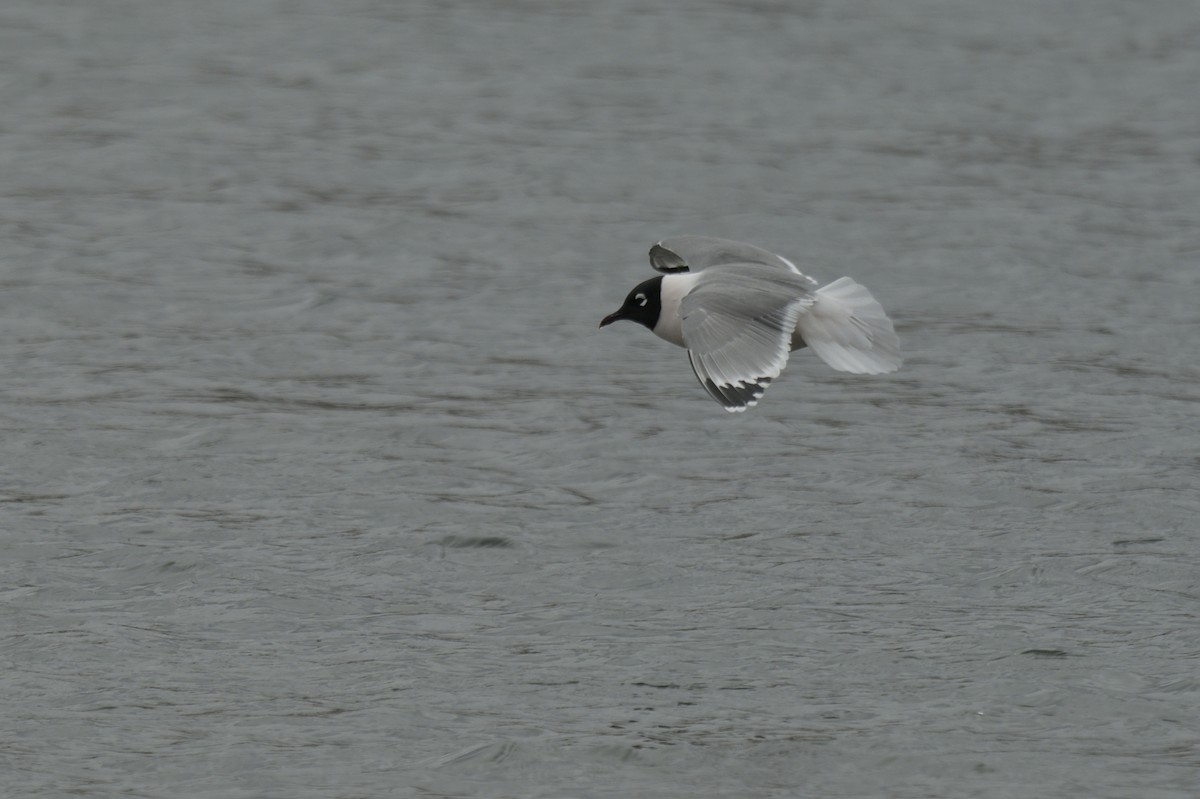 Franklin's Gull - ML638256922