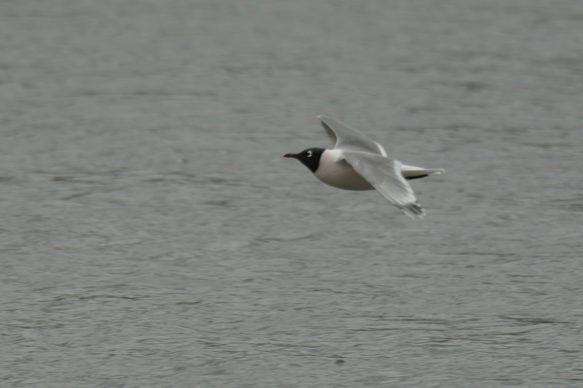 Franklin's Gull - ML638256924