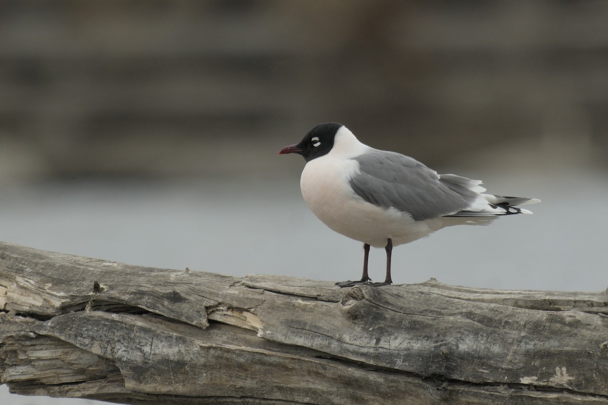 Franklin's Gull - ML638256925