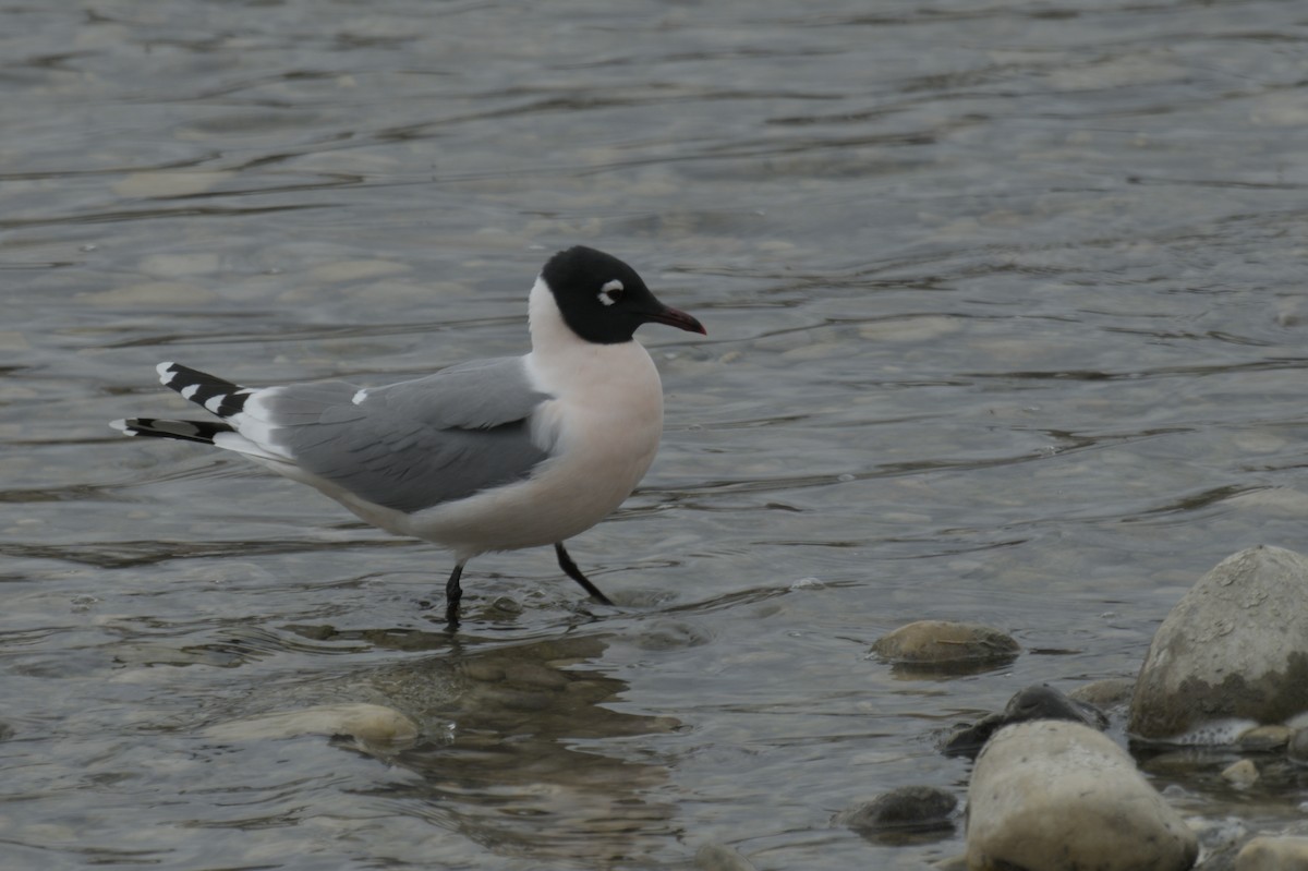 Franklin's Gull - ML638256926