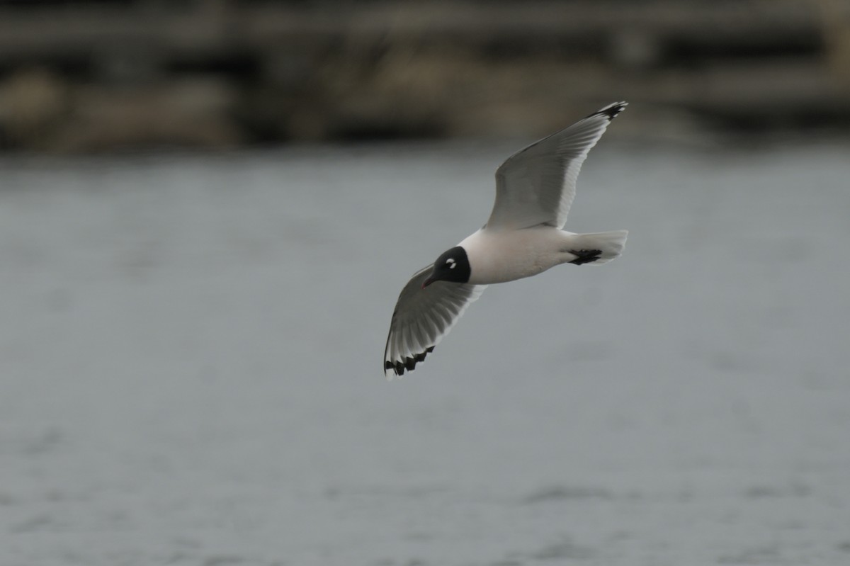 Franklin's Gull - ML638256927