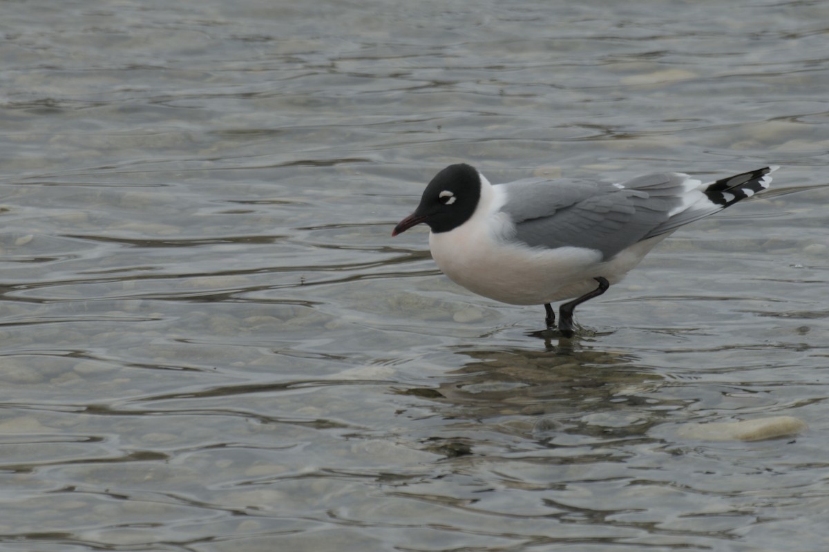 Franklin's Gull - ML638256928