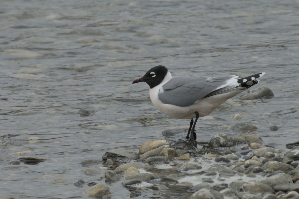 Franklin's Gull - ML638256929