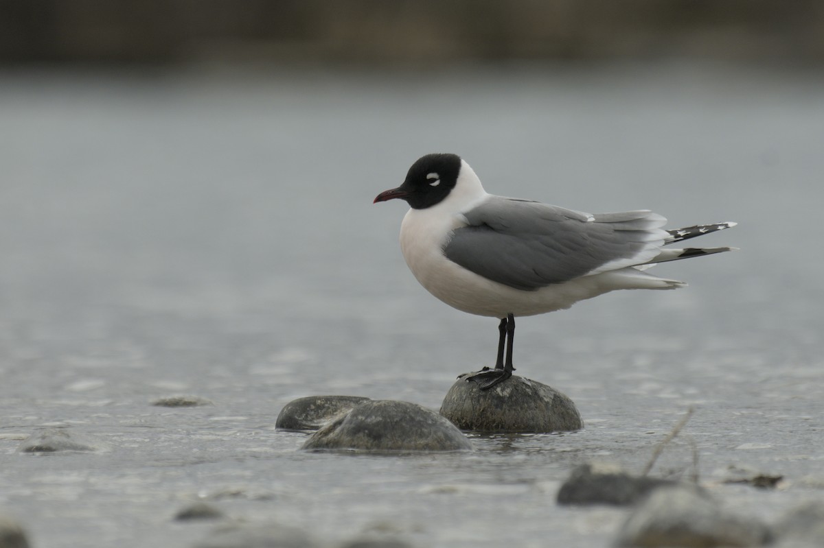 Franklin's Gull - ML638256930
