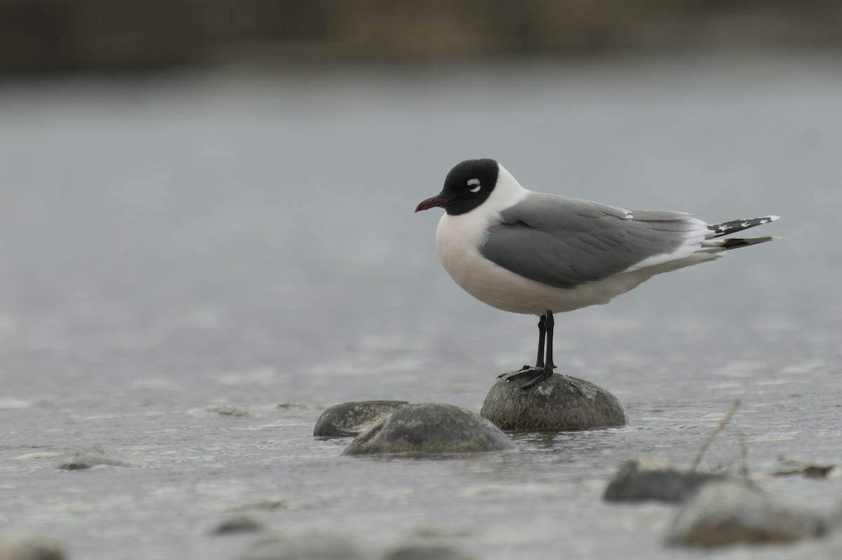 Franklin's Gull - ML638256932