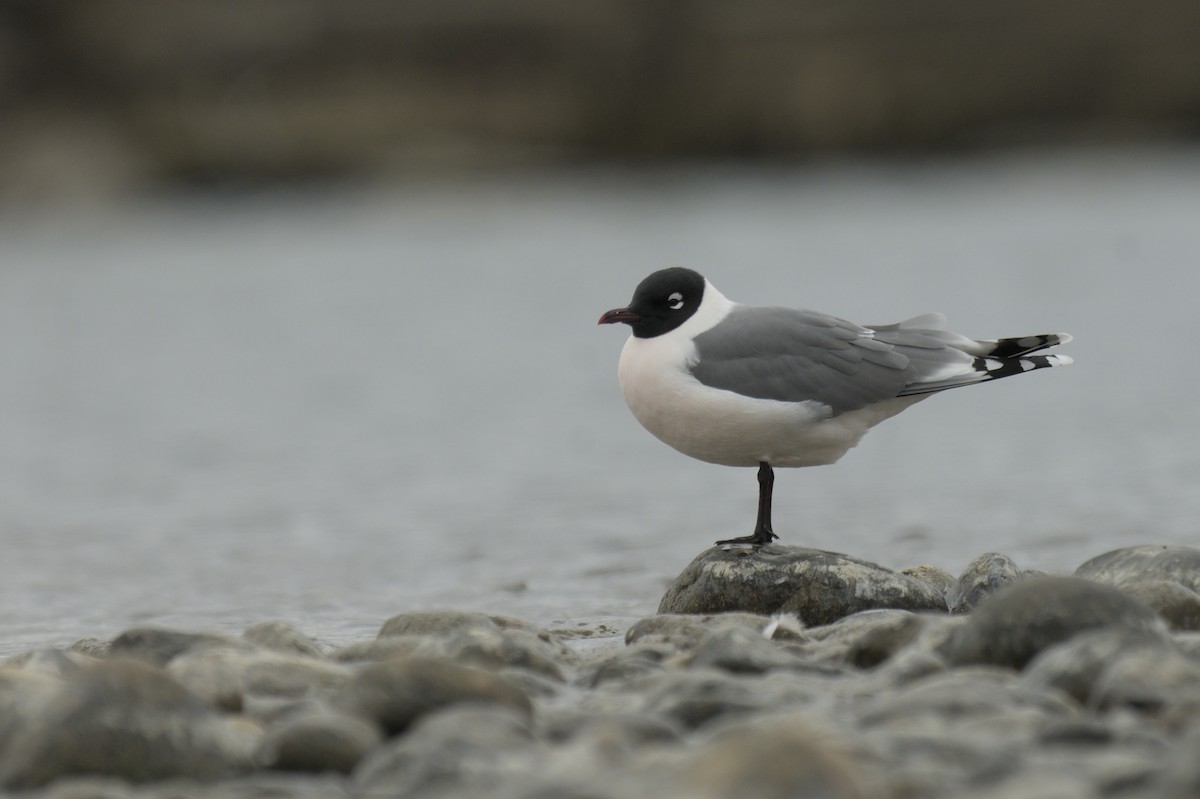 Franklin's Gull - ML638256933
