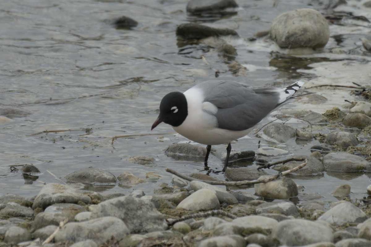 Franklin's Gull - ML638256934