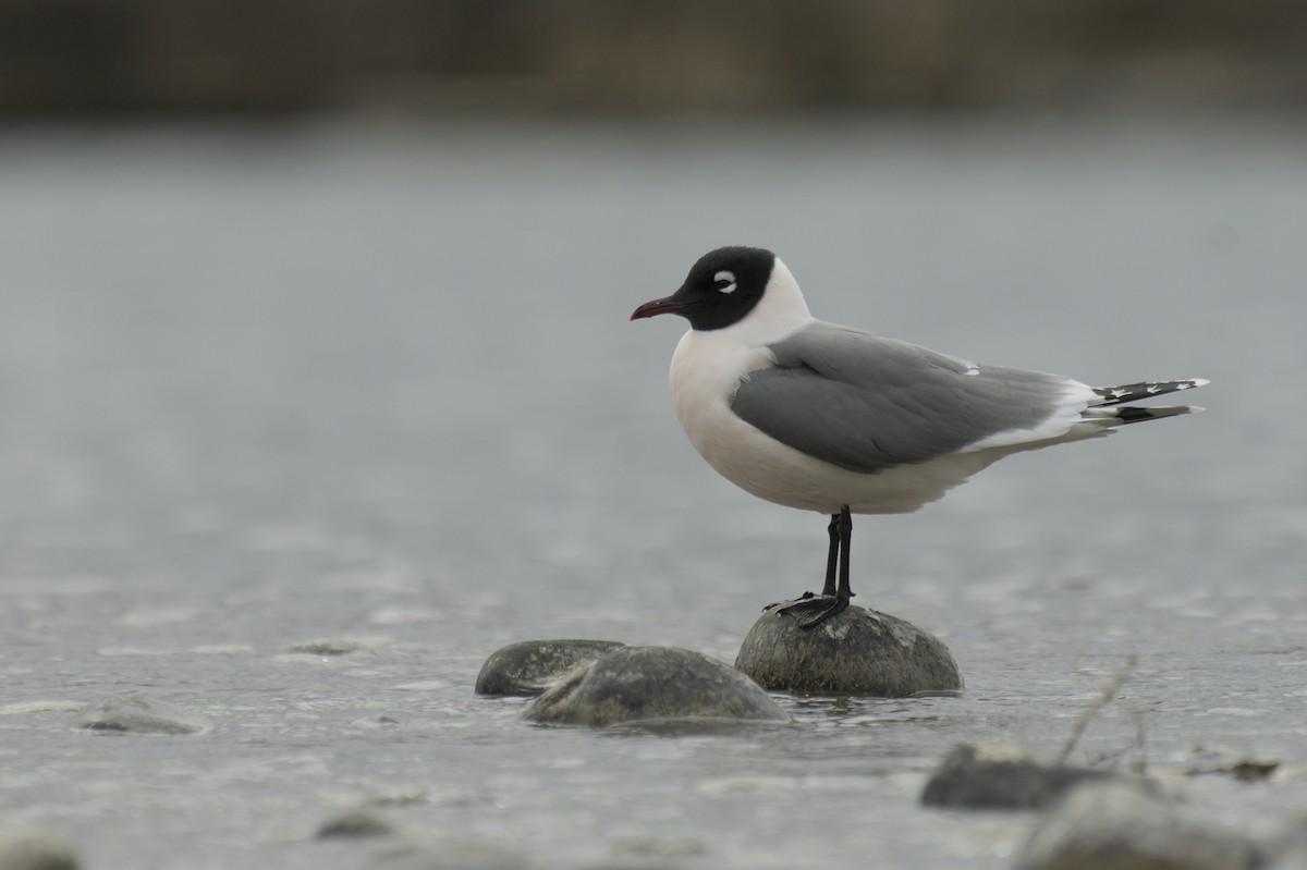 Franklin's Gull - ML638256935