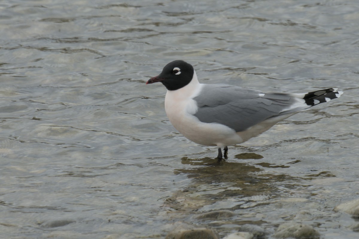 Franklin's Gull - ML638256936