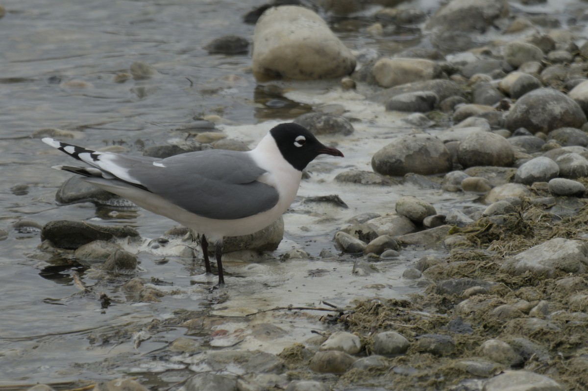 Franklin's Gull - ML638256937