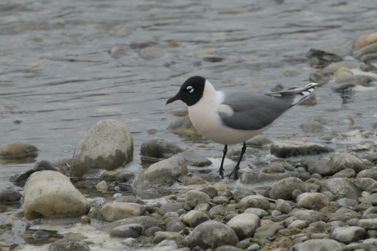 Franklin's Gull - ML638256938