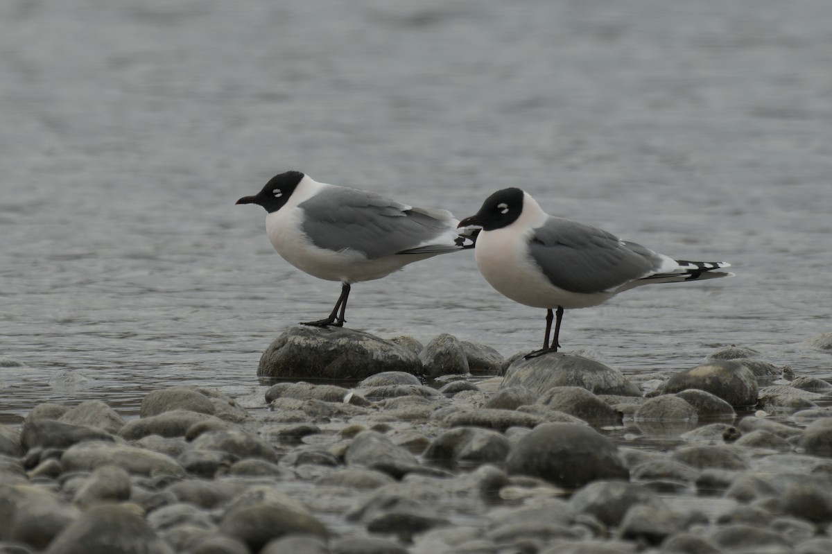 Franklin's Gull - ML638256939