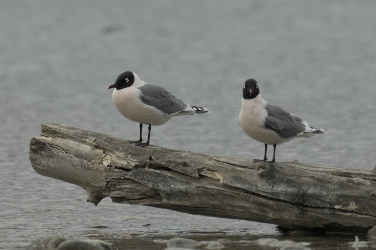 Franklin's Gull - ML638256940