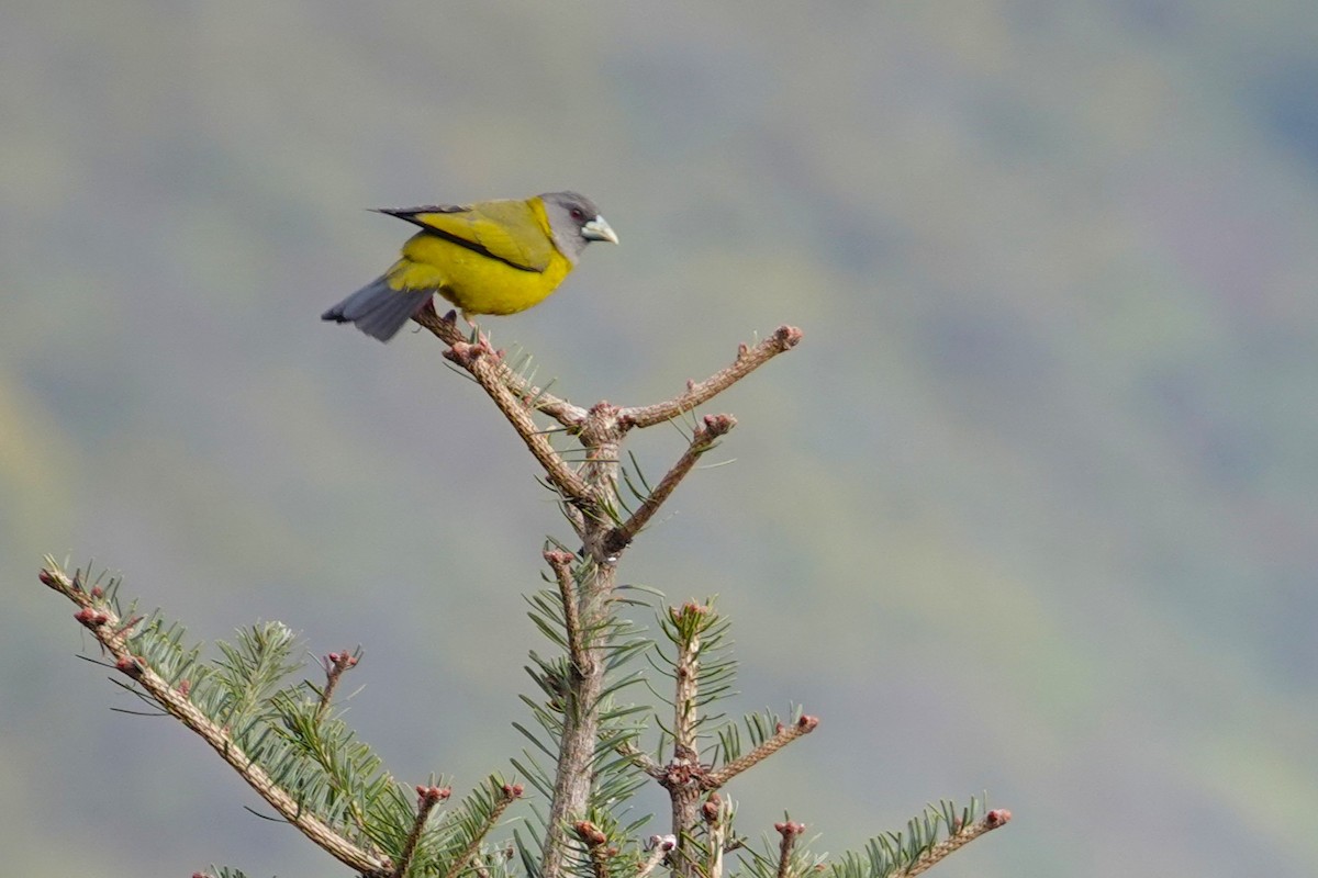 Collared Grosbeak - ML638256947