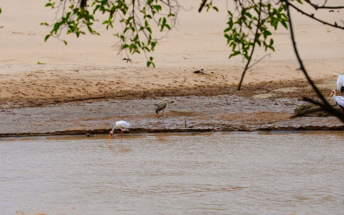 Yellow-billed Stork - ML638256948