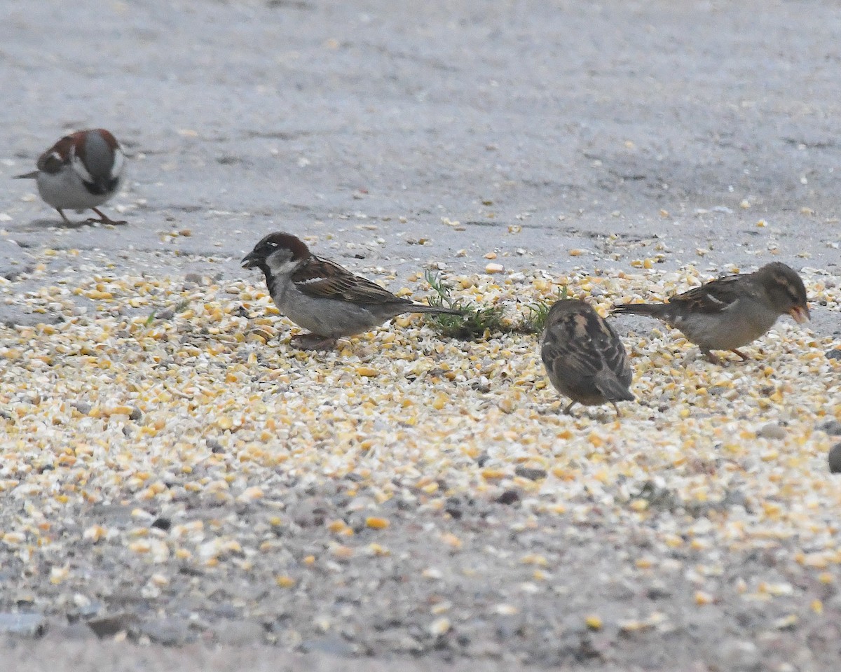 House Sparrow - ML638256967