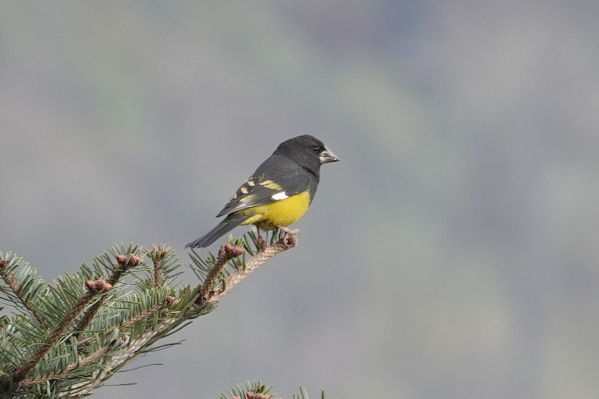 White-winged Grosbeak - ML638256968