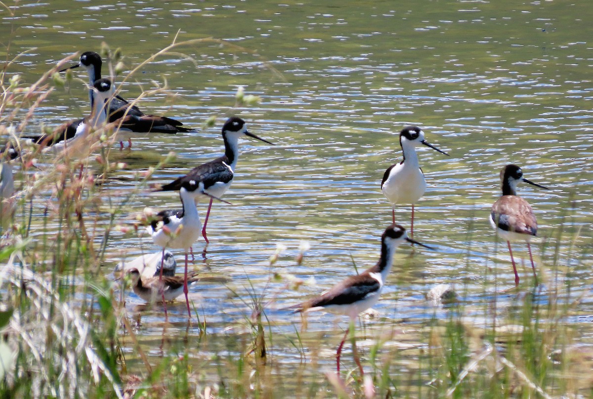 Black-necked Stilt - ML638256982