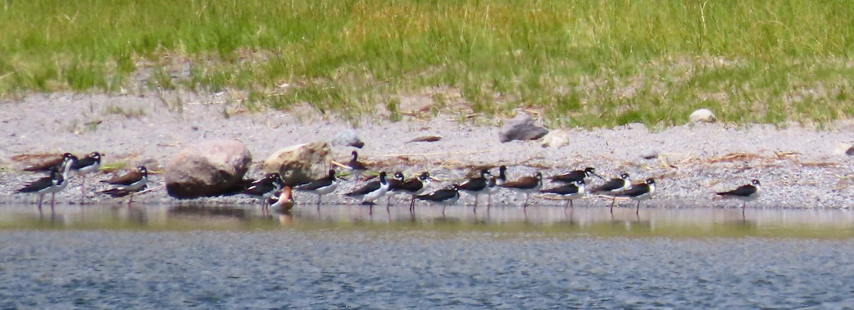 Black-necked Stilt - ML638256986