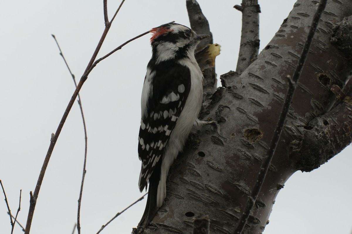 Downy Woodpecker - ML638256991