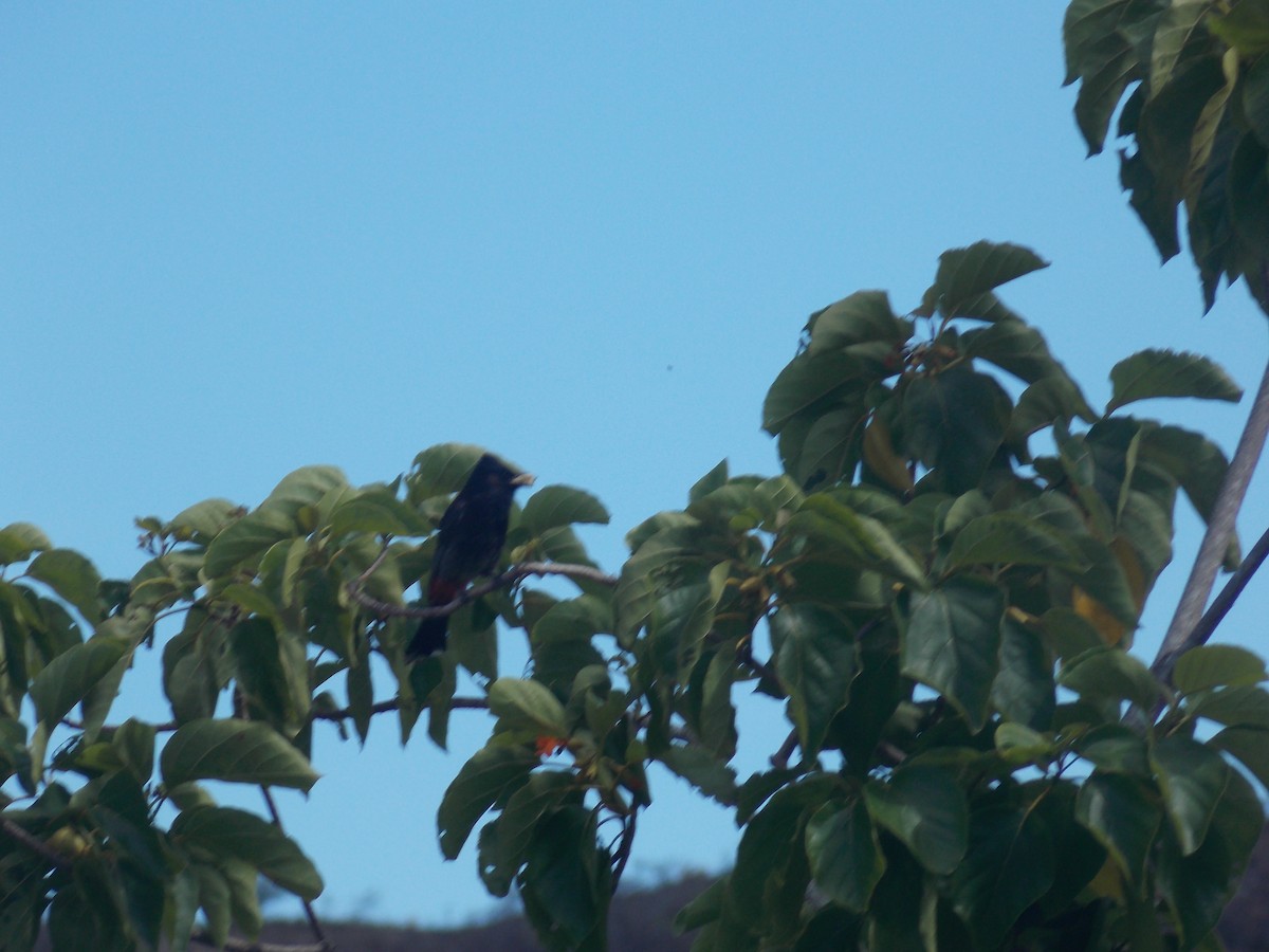 Red-vented Bulbul - ML638256998