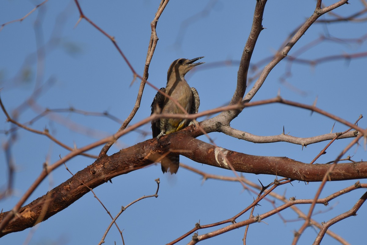 Gila Woodpecker - ML638257000