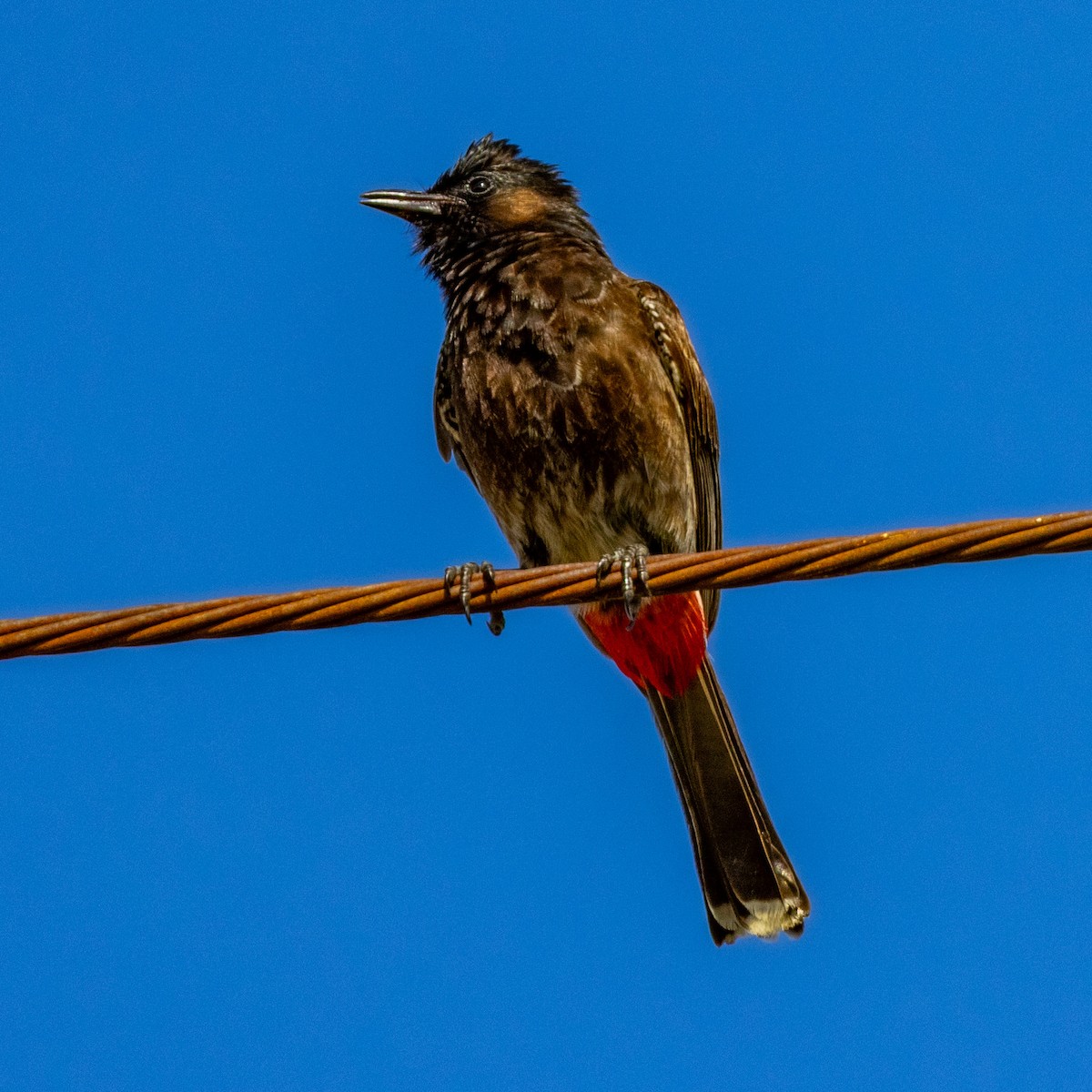 Red-vented Bulbul - ML638257002