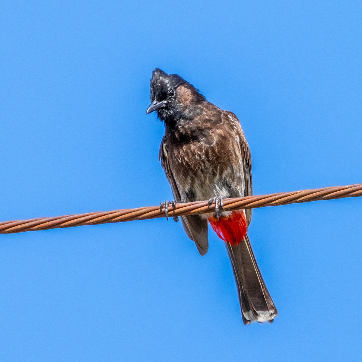 Red-vented Bulbul - ML638257003