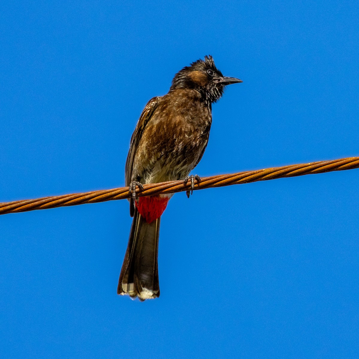 Red-vented Bulbul - ML638257004