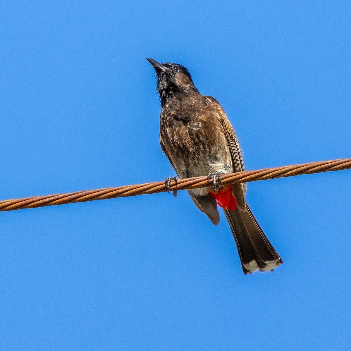 Red-vented Bulbul - ML638257005