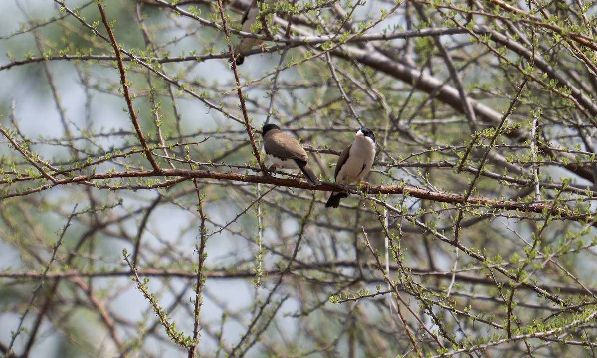 Black-capped Social-Weaver - ML638257009