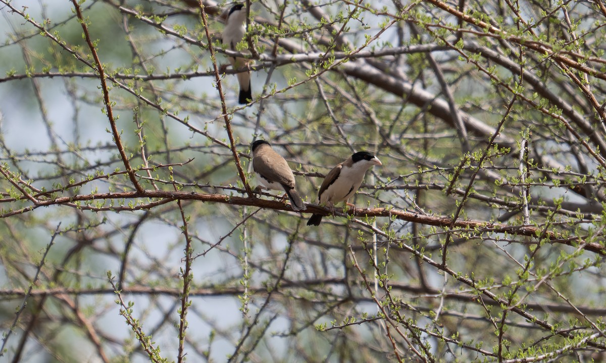 Black-capped Social-Weaver - ML638257010