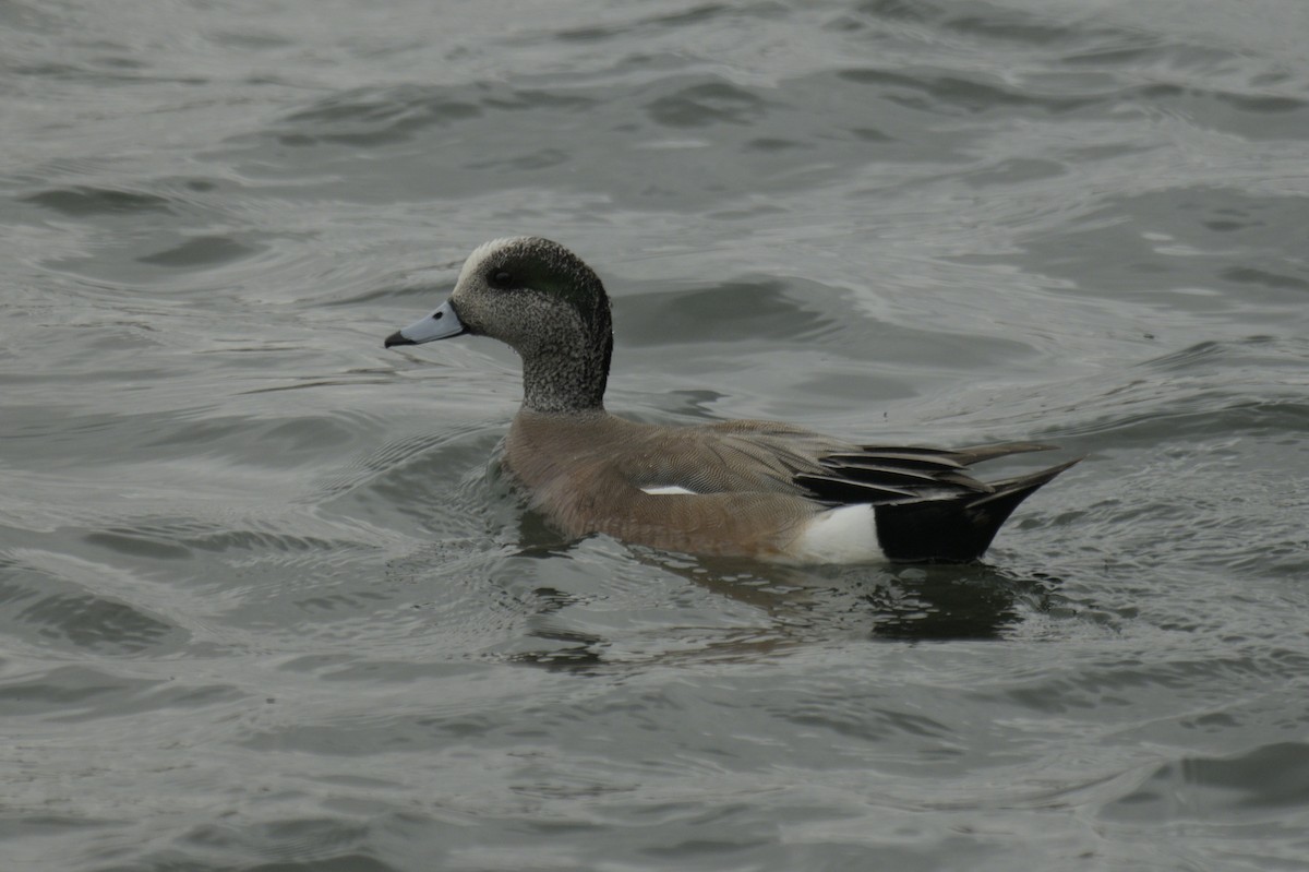 American Wigeon - ML638257014