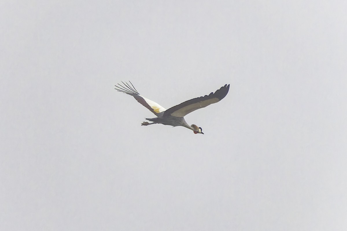 Gray Crowned-Crane - ML638257037