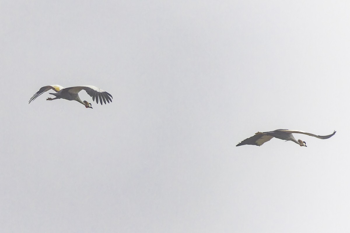 Gray Crowned-Crane - ML638257038
