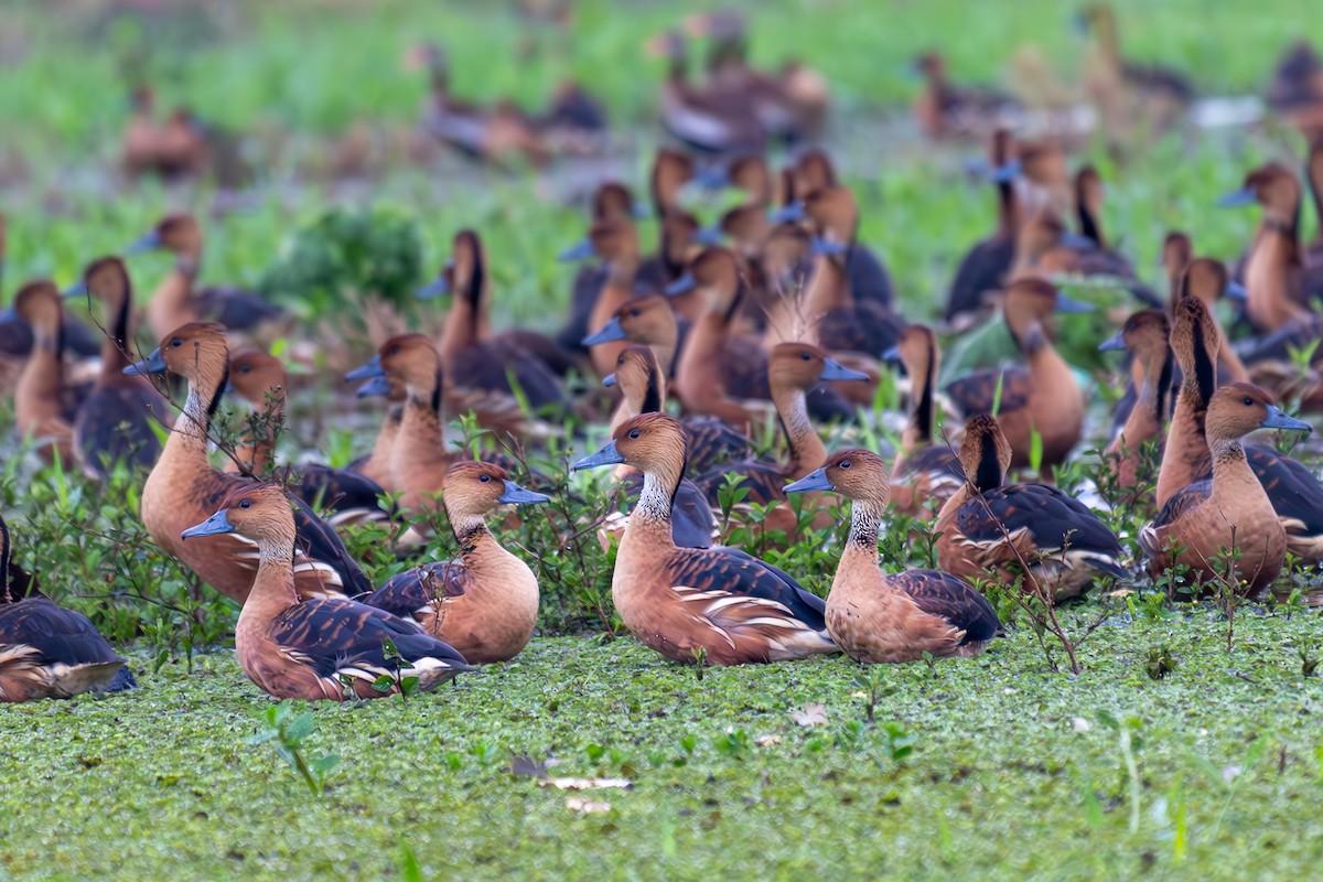 Fulvous Whistling-Duck - ML638257039
