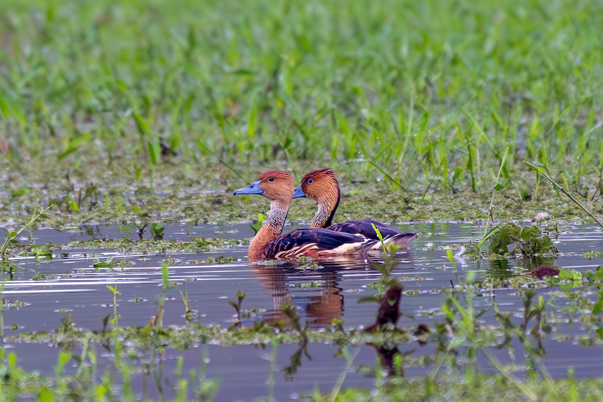 Fulvous Whistling-Duck - ML638257043