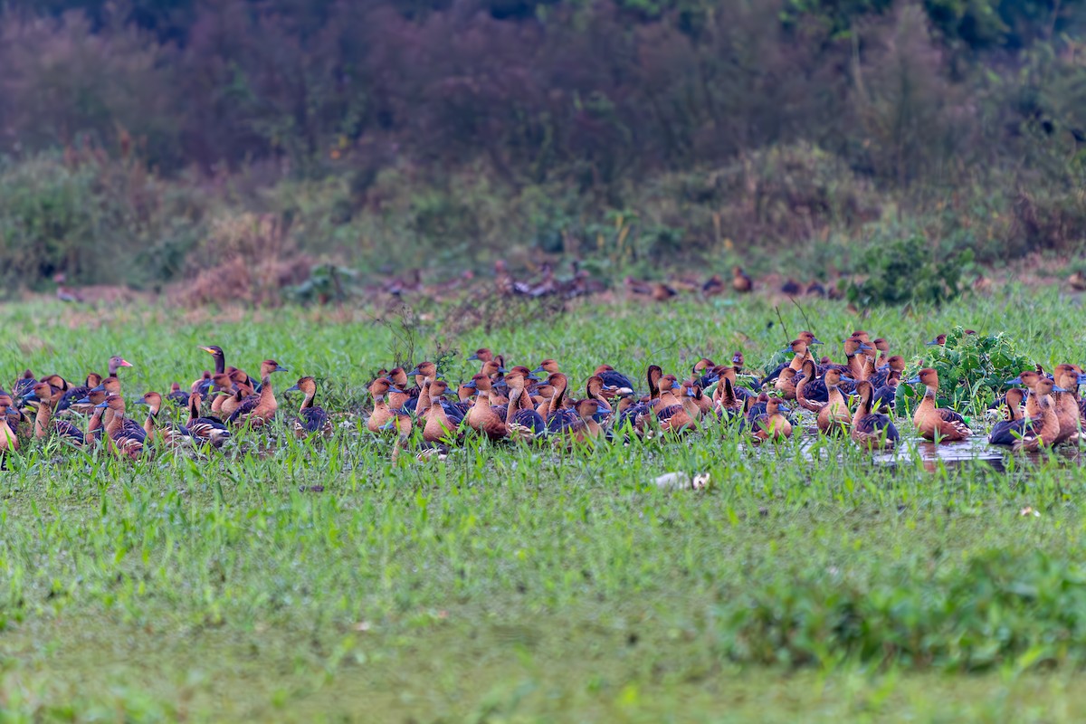 Fulvous Whistling-Duck - ML638257049
