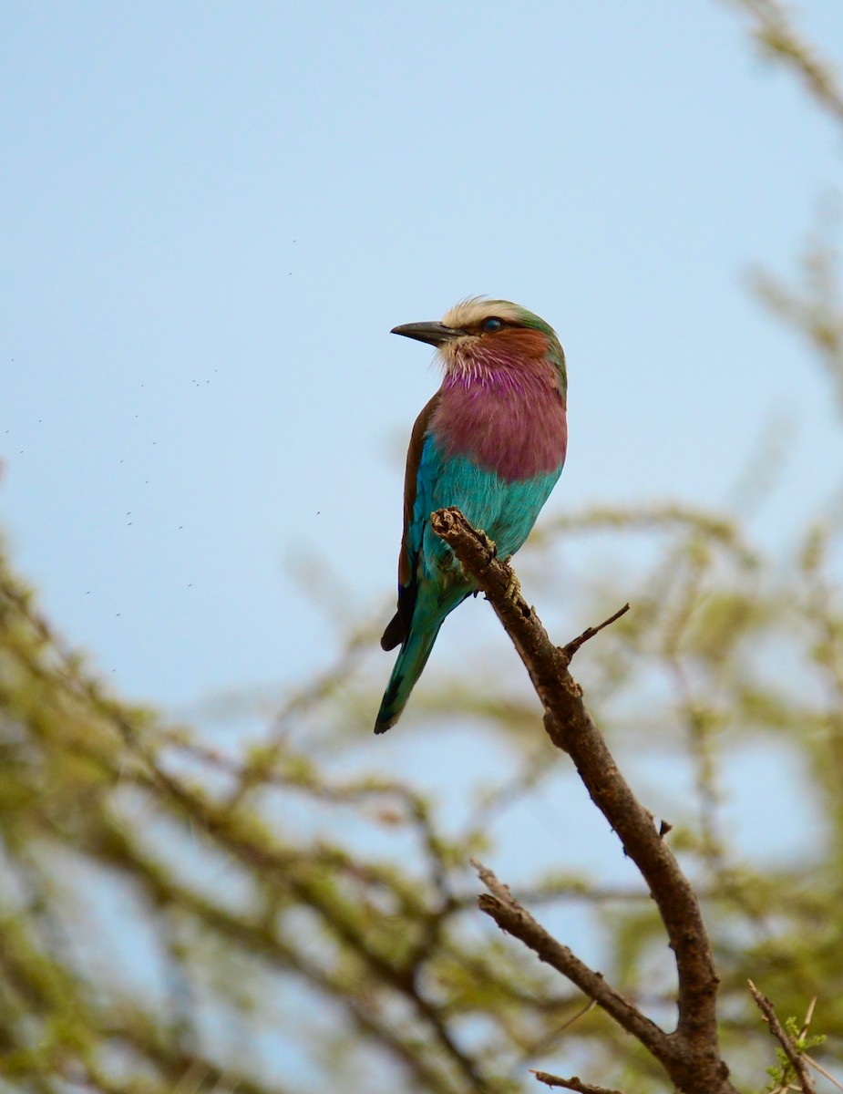 Lilac-breasted Roller - ML638257050