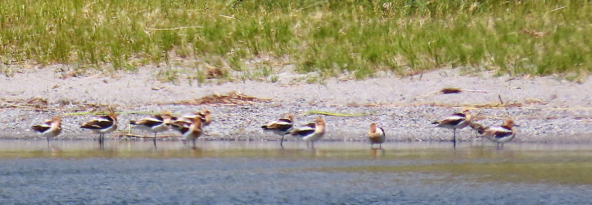 American Avocet - ML638257051