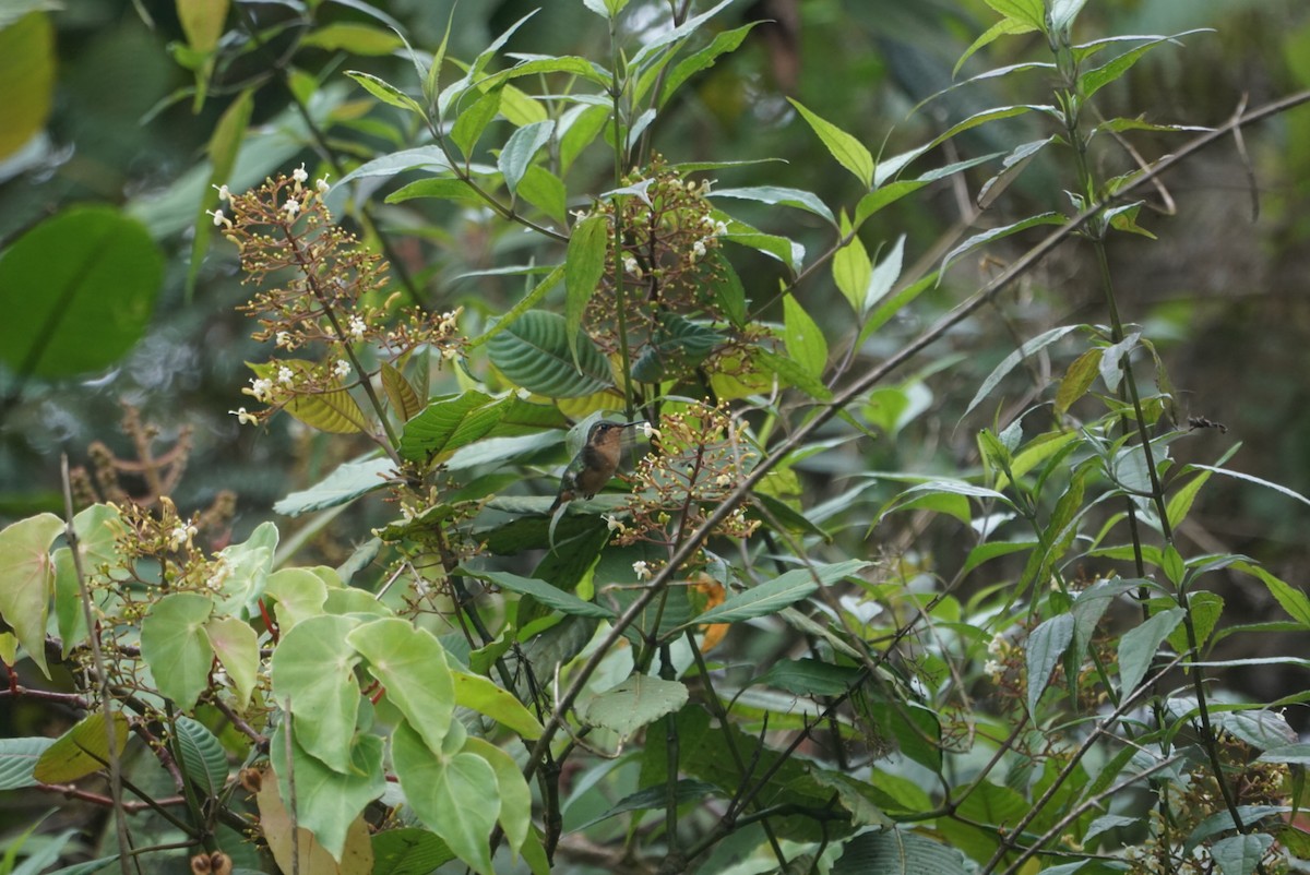 Rufous-shafted Woodstar - ML638257053