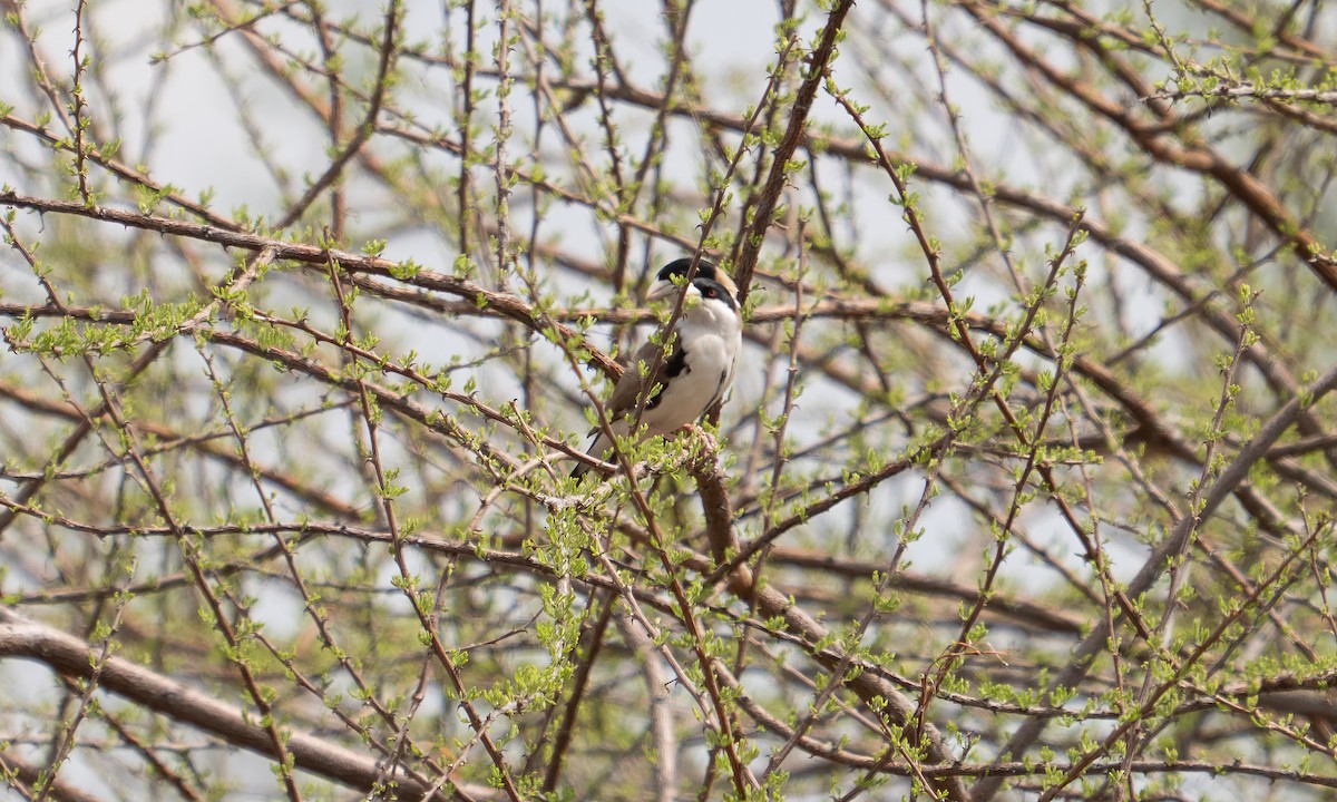 Black-capped Social-Weaver - ML638257064