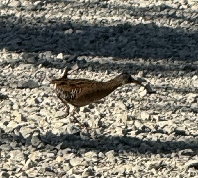 Virginia Rail - ML638257065