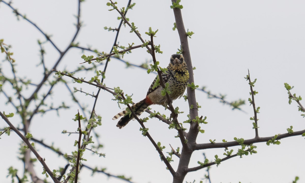 D'Arnaud's Barbet - ML638257073
